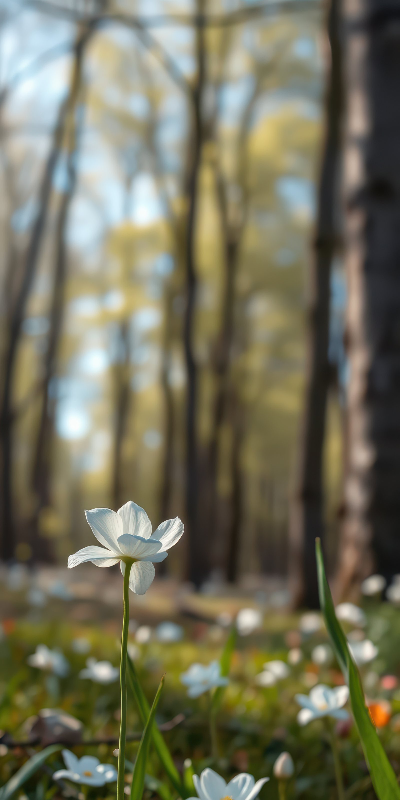 White flower stands gracefully in a sunlit forest, surrounded by trees and greenery during springtime